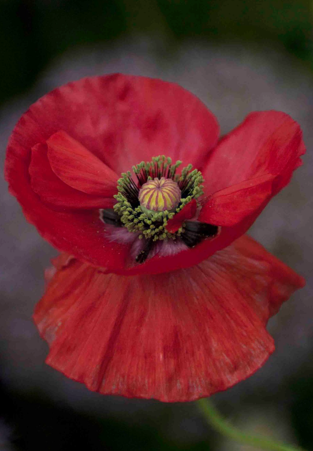 Shirley Double valmue - Papaver rhoeas 'Shirley Double'