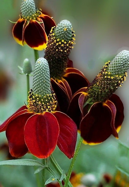 Solhat Mexican Hat - Ratibida columnifera
