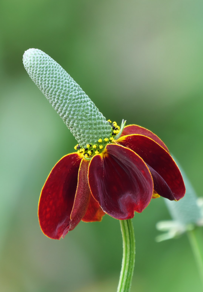 Solhat Mexican Hat - Ratibida columnifera