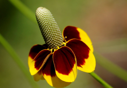 Solhat Mexican Hat - Ratibida columnifera