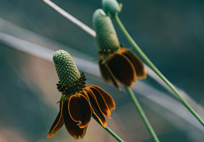 Solhat Mexican Hat - Ratibida columnifera