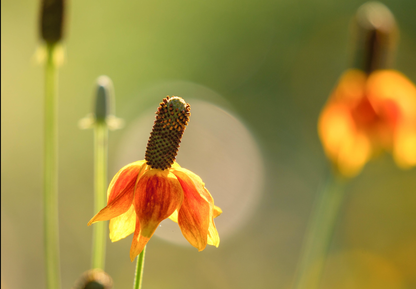 Solhat Mexican Hat - Ratibida columnifera
