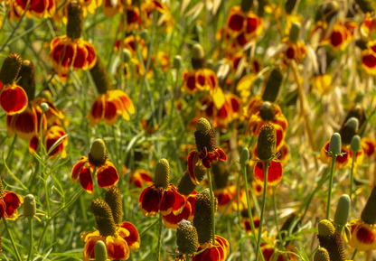 Solhat Mexican Hat - Ratibida columnifera
