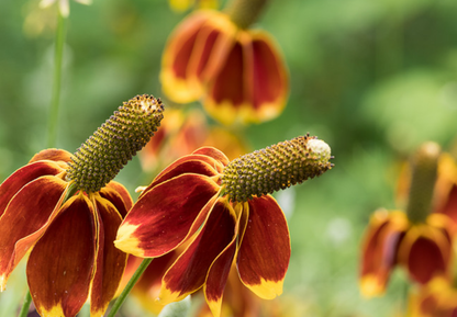 Solhat Mexican Hat - Ratibida columnifera