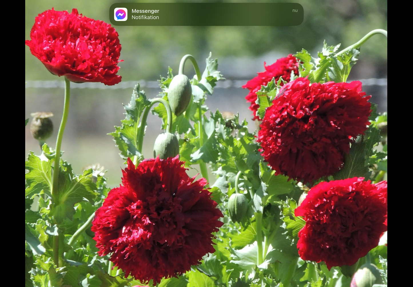 Rød Pæonvalmue - Papaver paeoniflorum