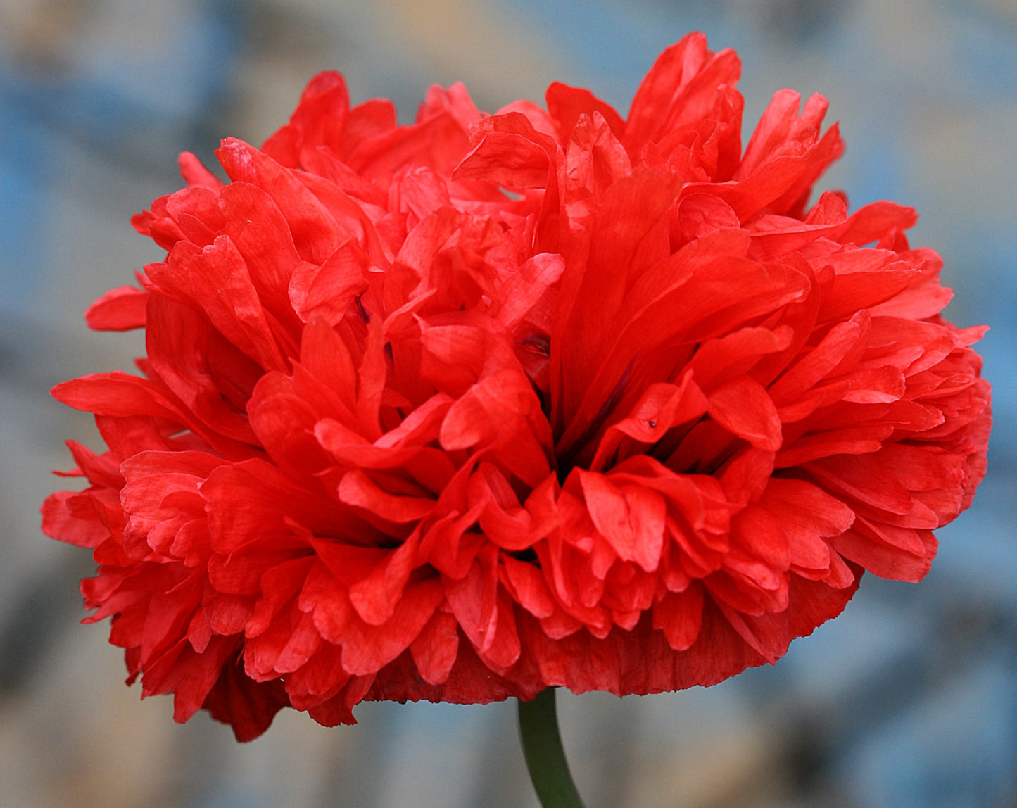 Rød Pæonvalmue - Papaver paeoniflorum