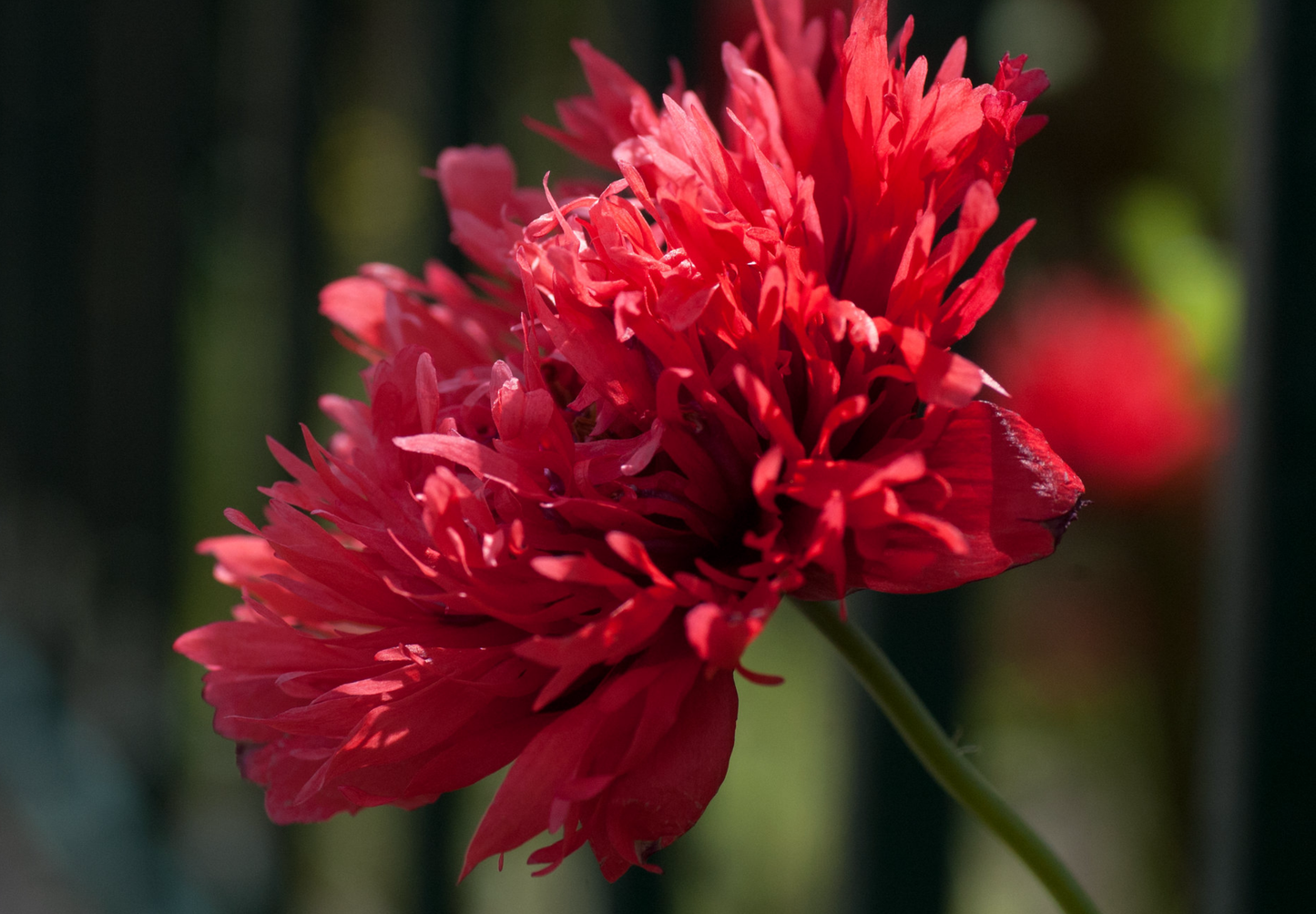 Rød Pæonvalmue - Papaver paeoniflorum