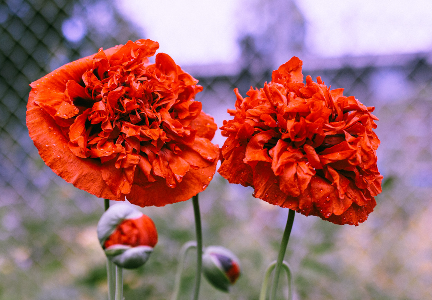 Rød Pæonvalmue - Papaver paeoniflorum