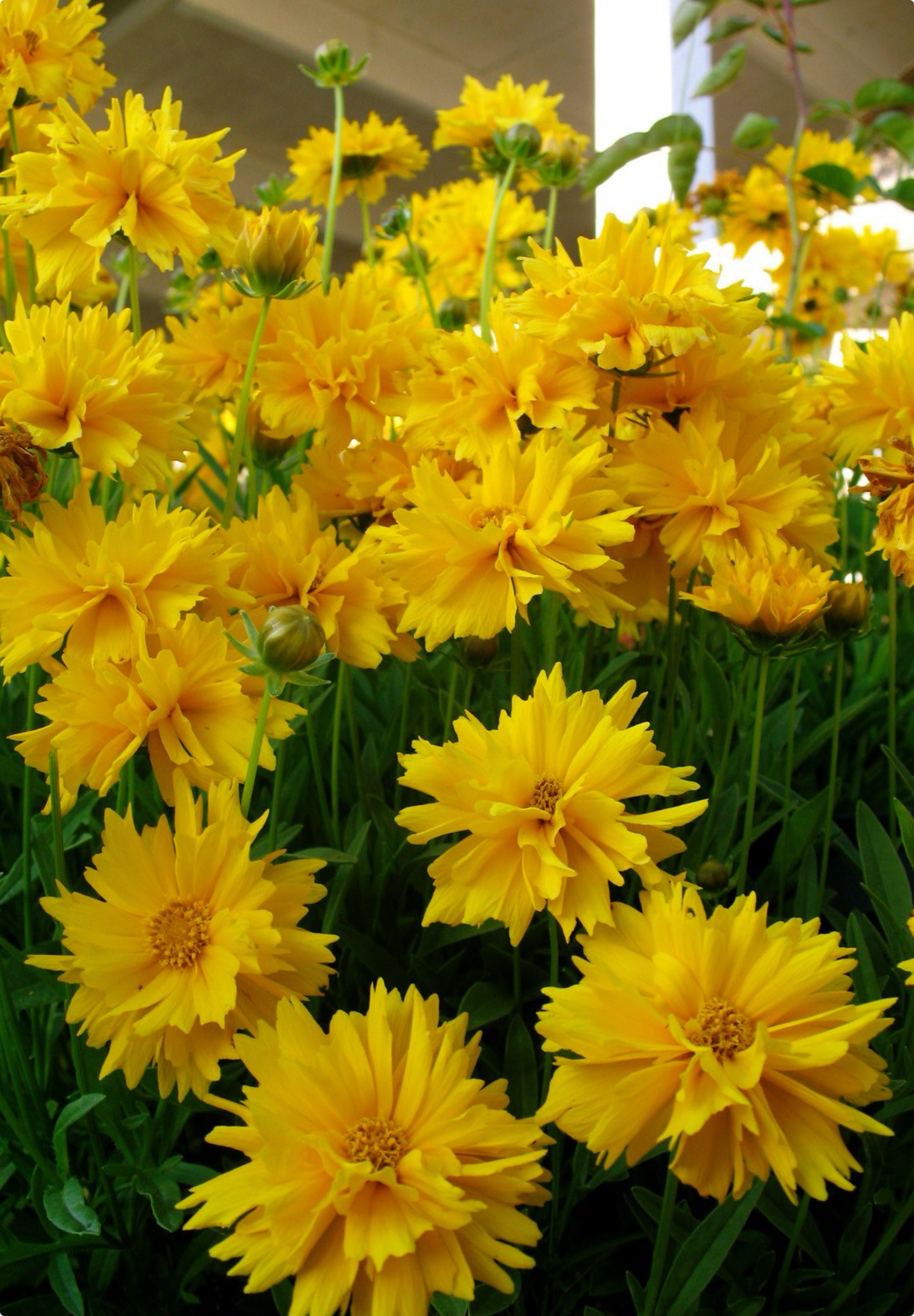 Skønhedsøje "Golden Globe" (Coreopsis grandiflora "Golden Globe")