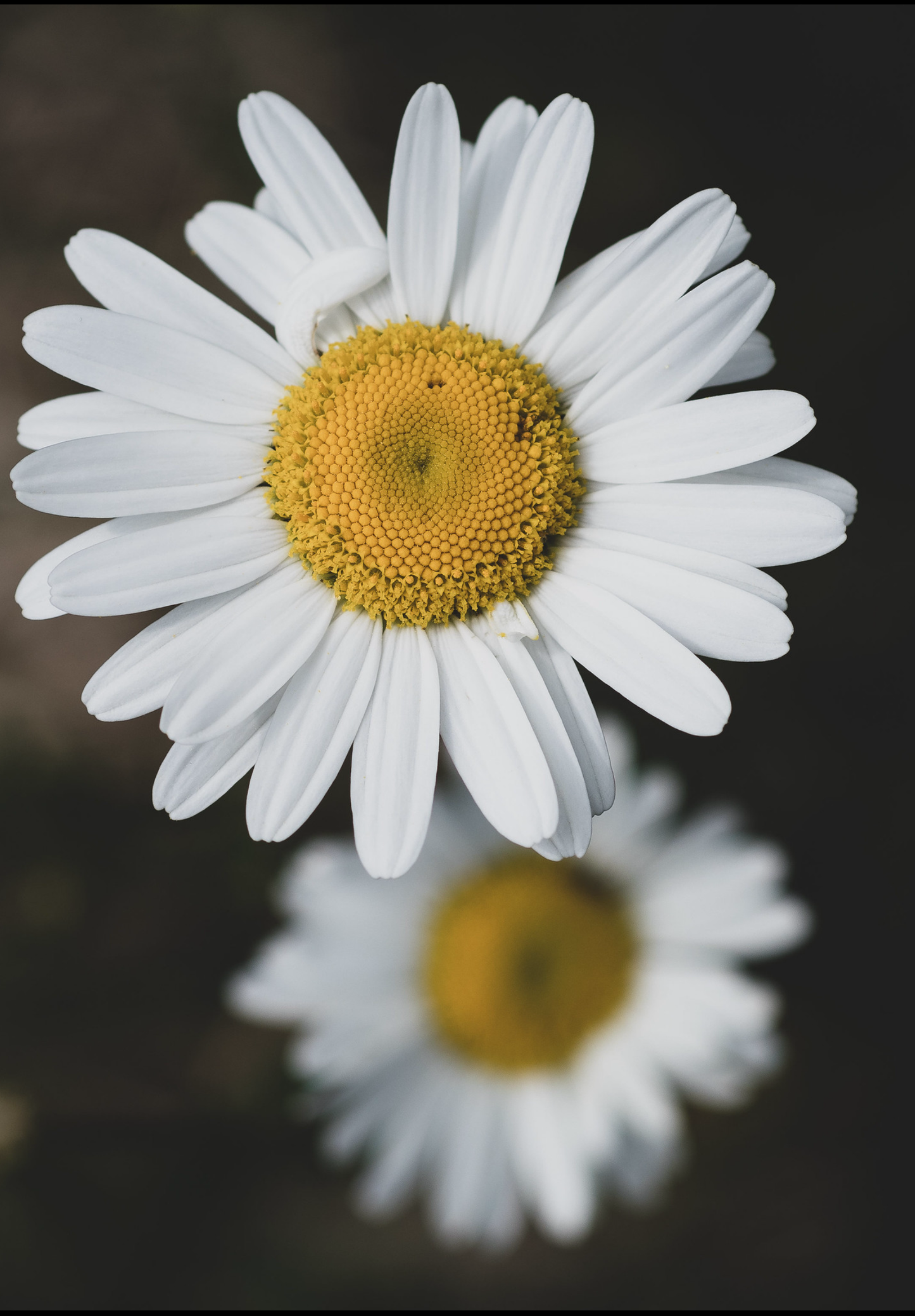 Hvid okseøje Leucanthemum vulgare