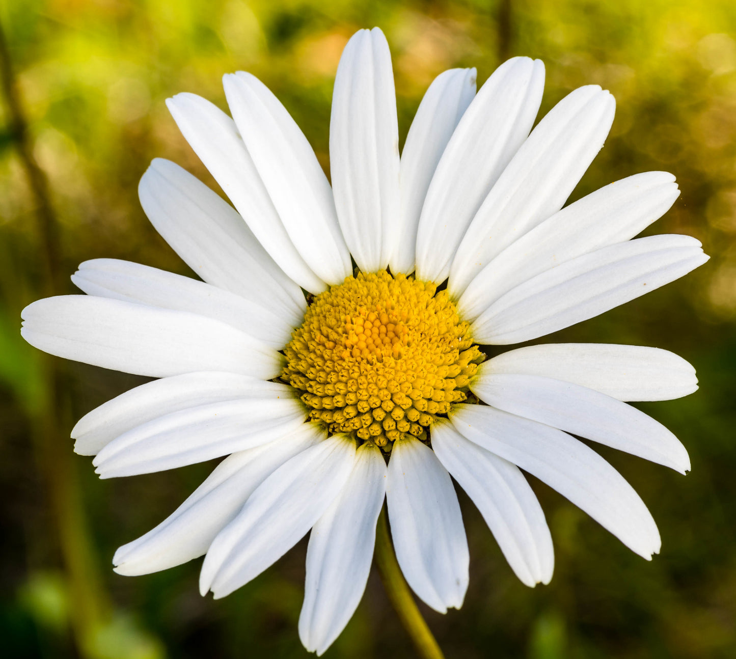 Hvid okseøje Leucanthemum vulgare