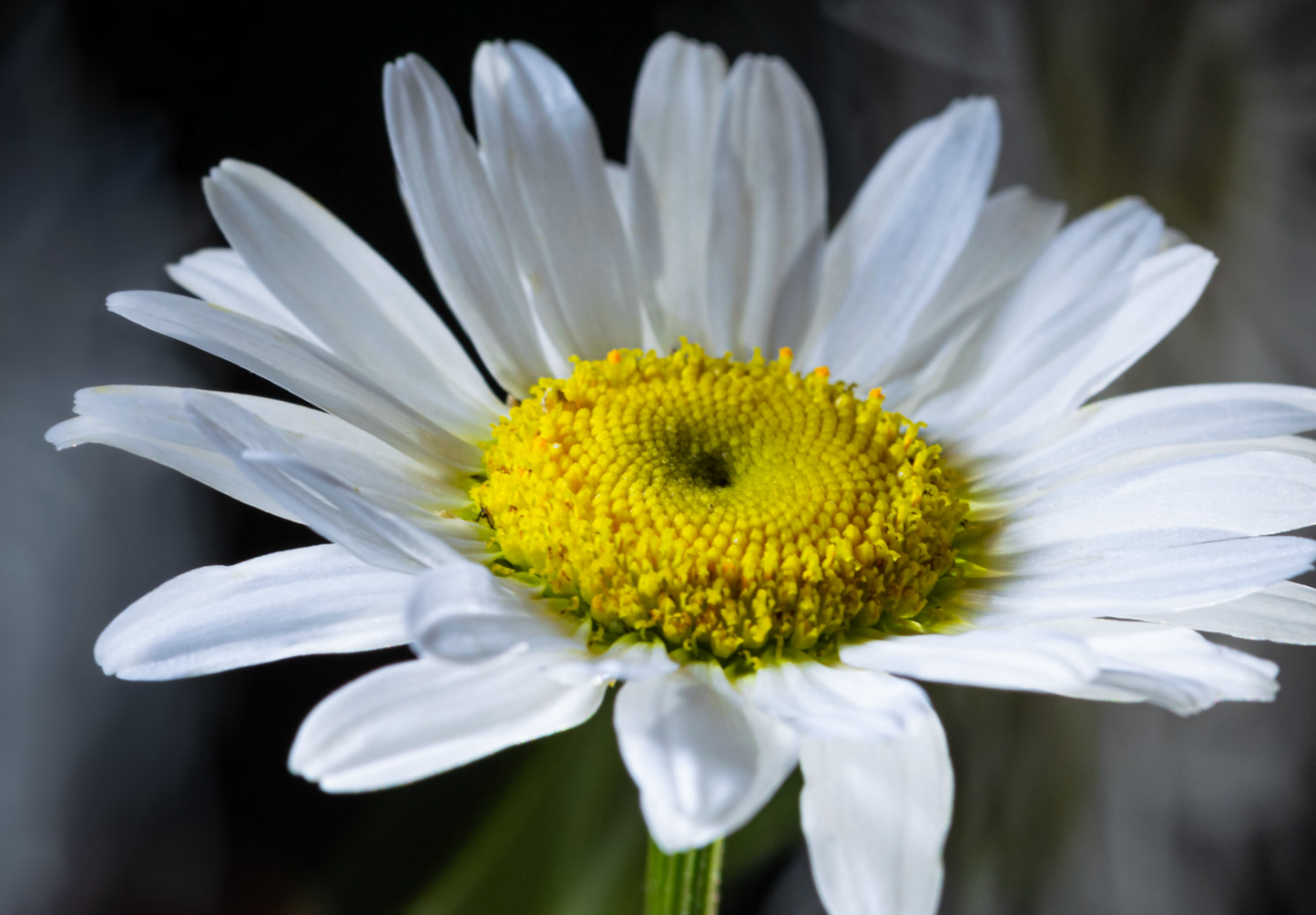 Hvid okseøje Leucanthemum vulgare