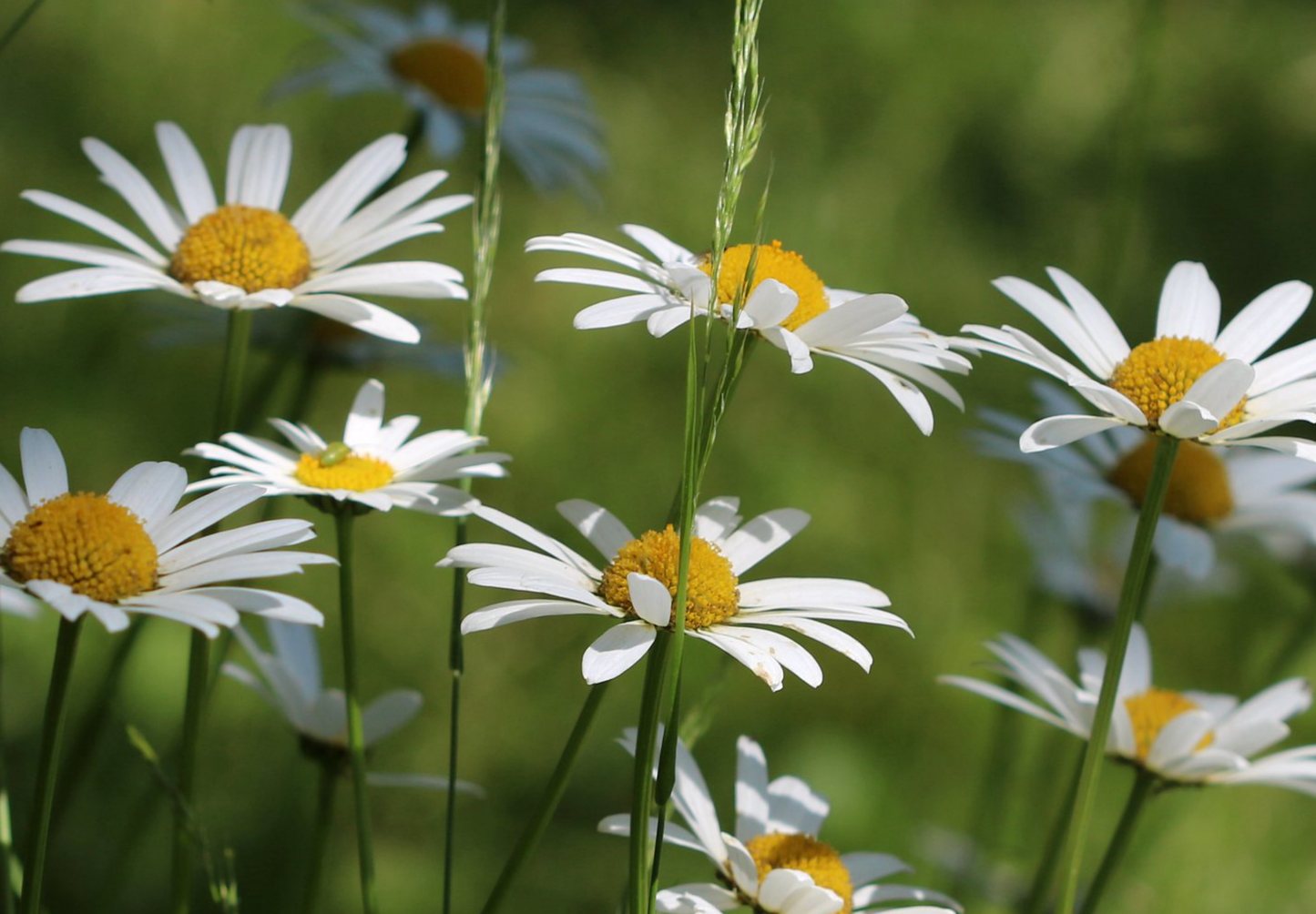 Hvid okseøje Leucanthemum vulgare