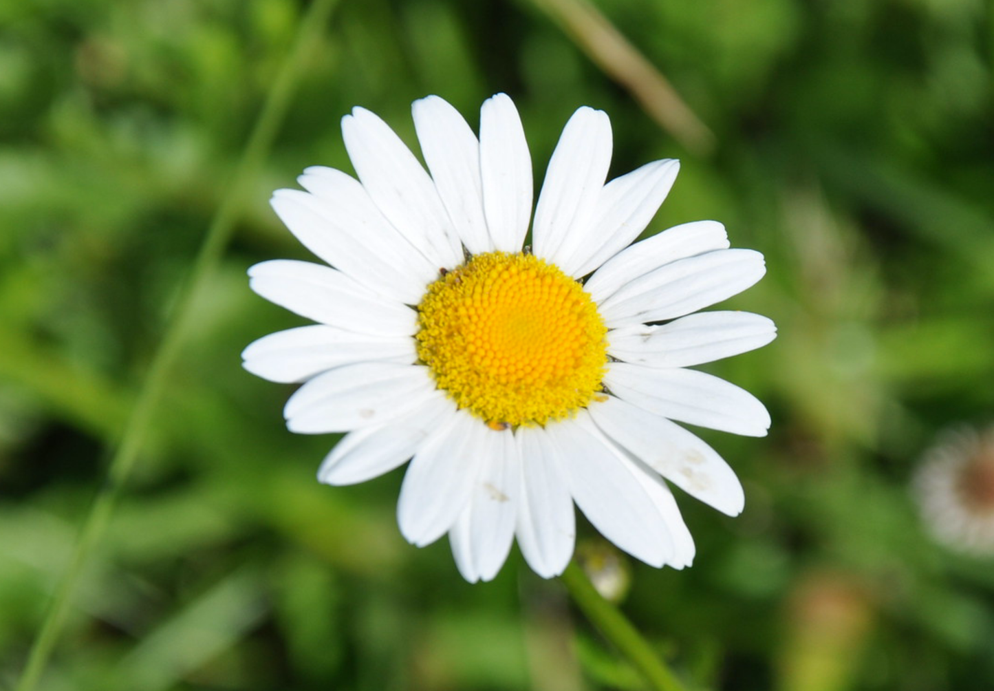 Hvid okseøje Leucanthemum vulgare