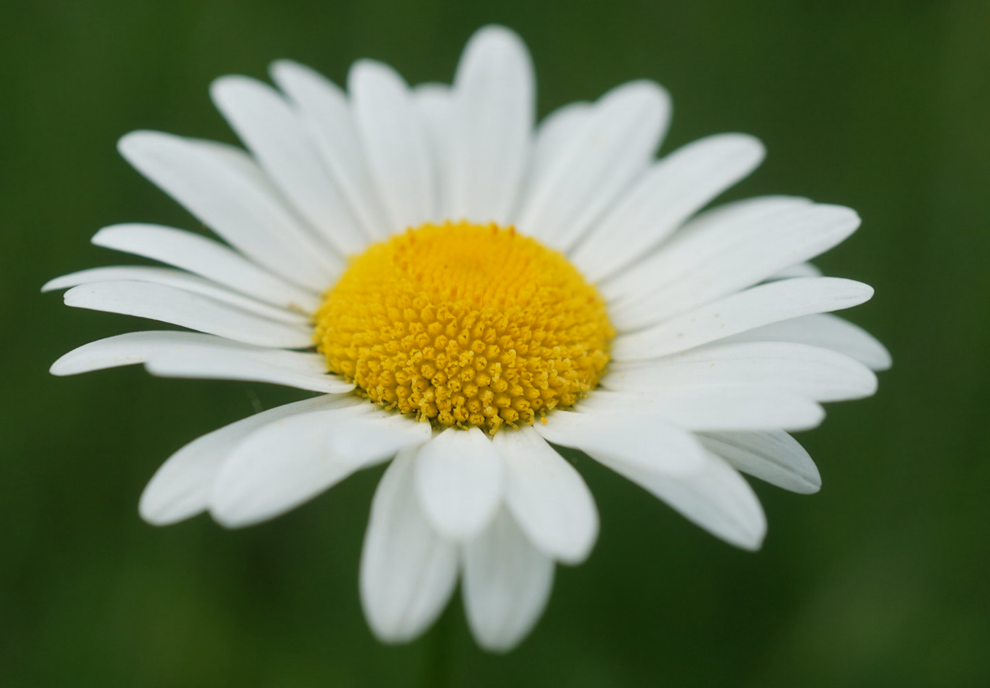 Hvid okseøje Leucanthemum vulgare