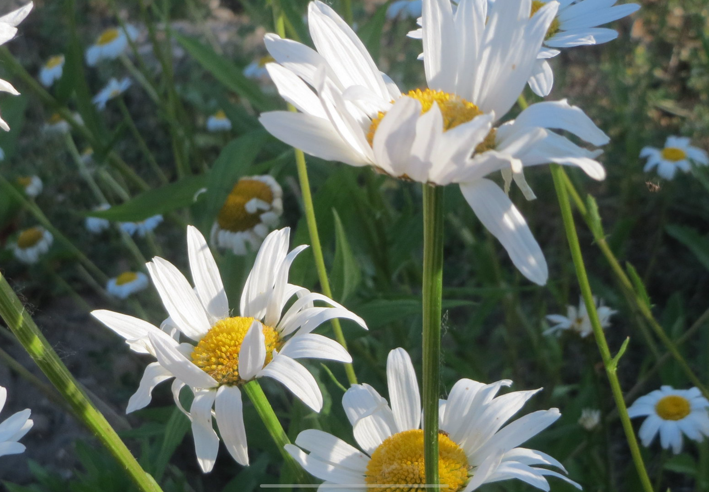 Hvid okseøje Leucanthemum vulgare