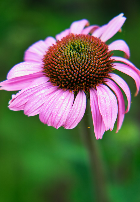 Solhat 'Starlight' ▪️Echinacea purpurea 'Starlight'