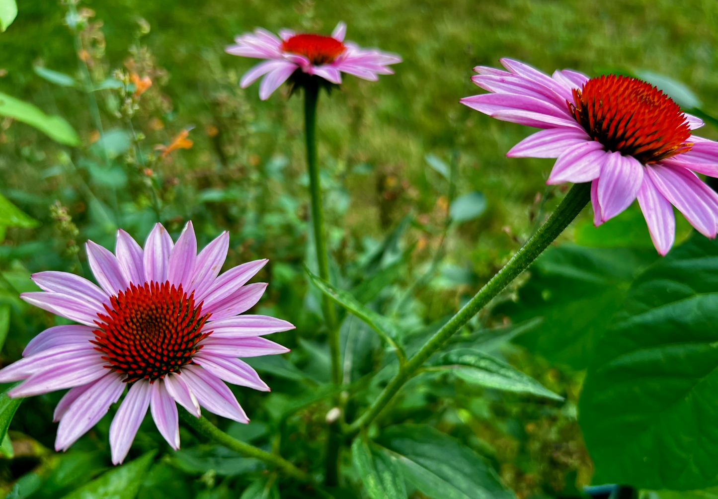 Solhat 'Starlight' ▪️Echinacea purpurea 'Starlight'