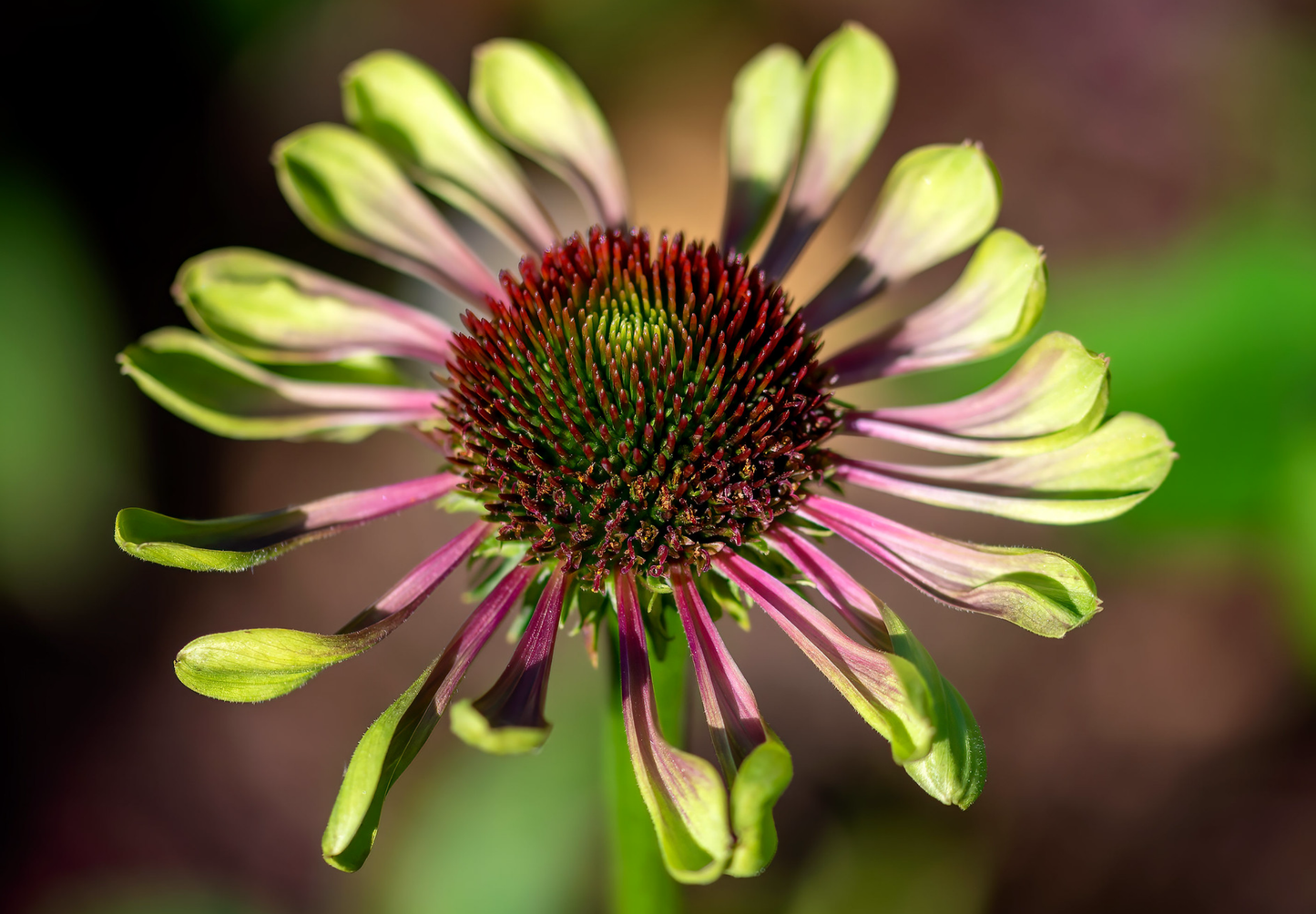 Solhat 'Green Twister' - Echinacea purpurea