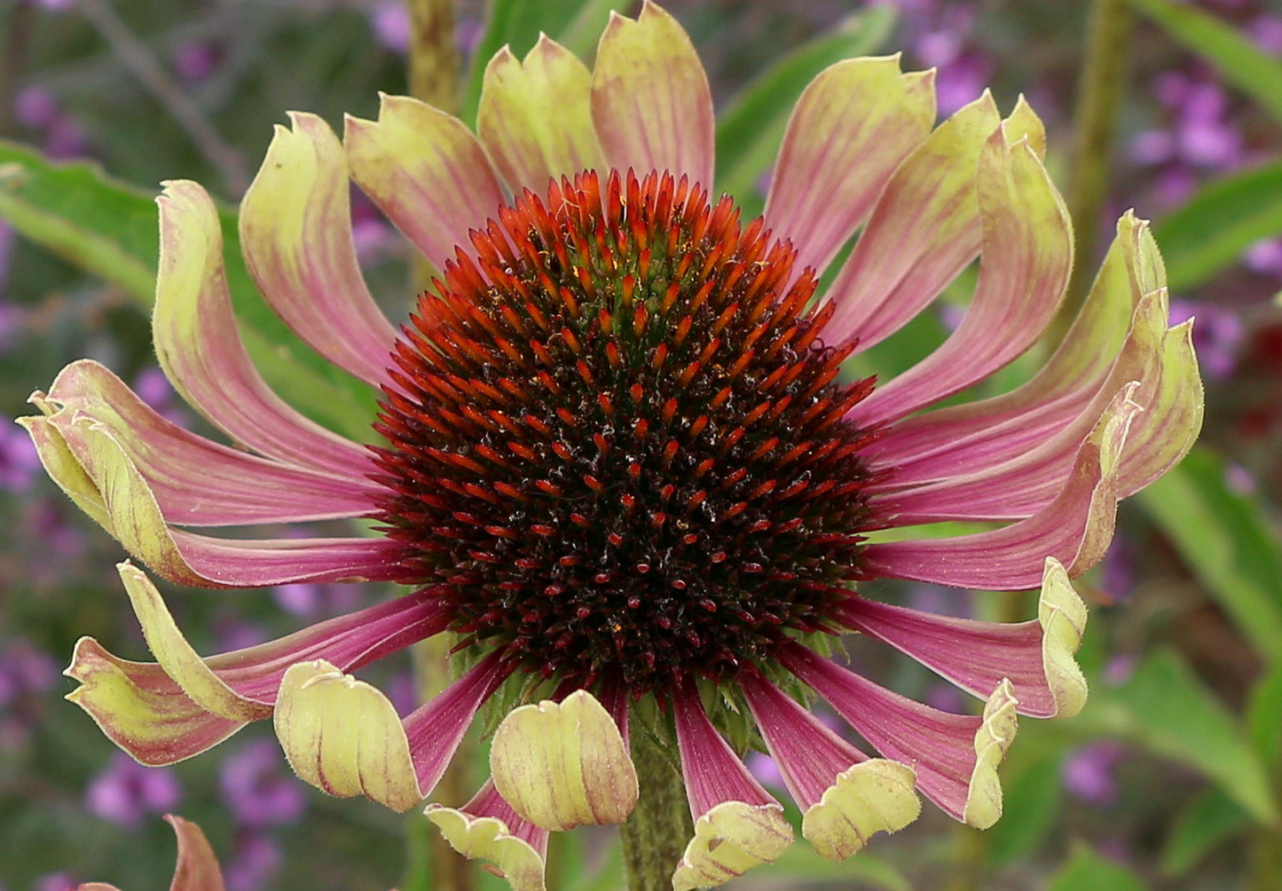 Solhat 'Green Twister' - Echinacea purpurea