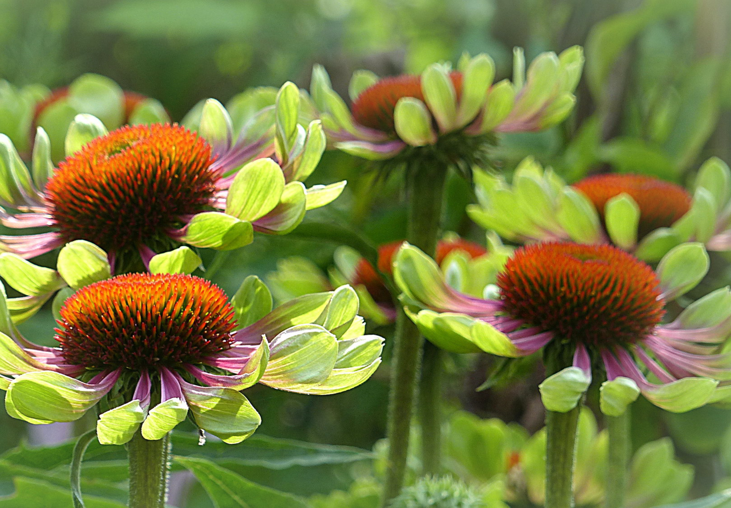 Solhat 'Green Twister' - Echinacea purpurea