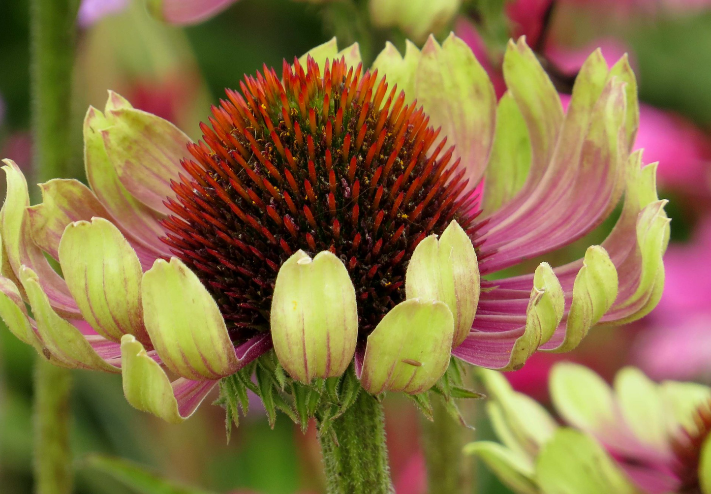 Solhat 'Green Twister' - Echinacea purpurea