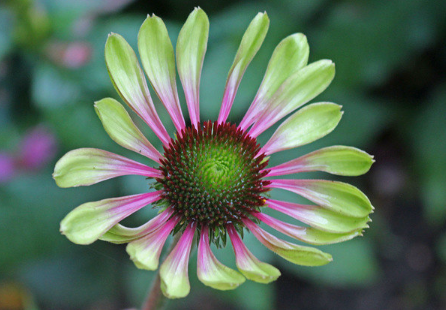 Solhat 'Green Twister' - Echinacea purpurea