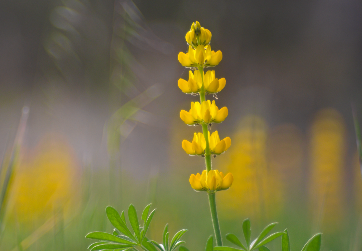 Gul lupin ▪️lupinus luteus