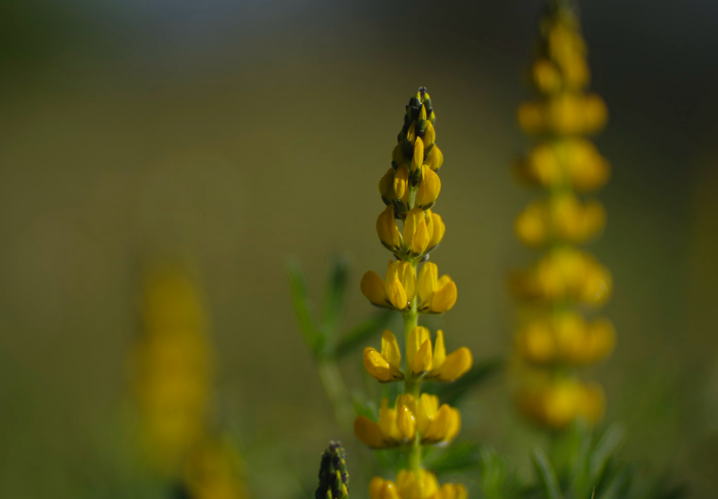 Gul lupin ▪️lupinus luteus