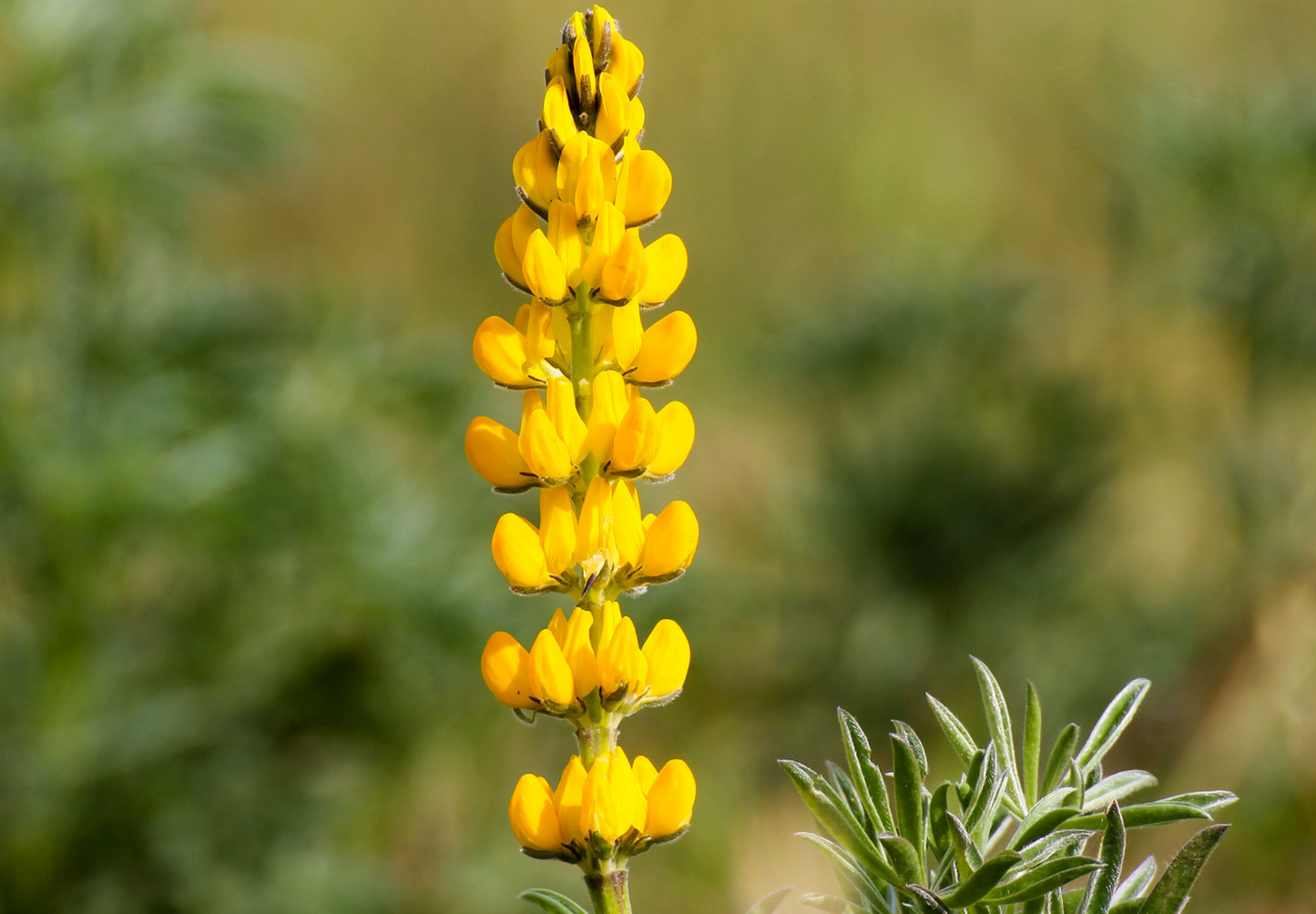 Gul lupin ▪️lupinus luteus