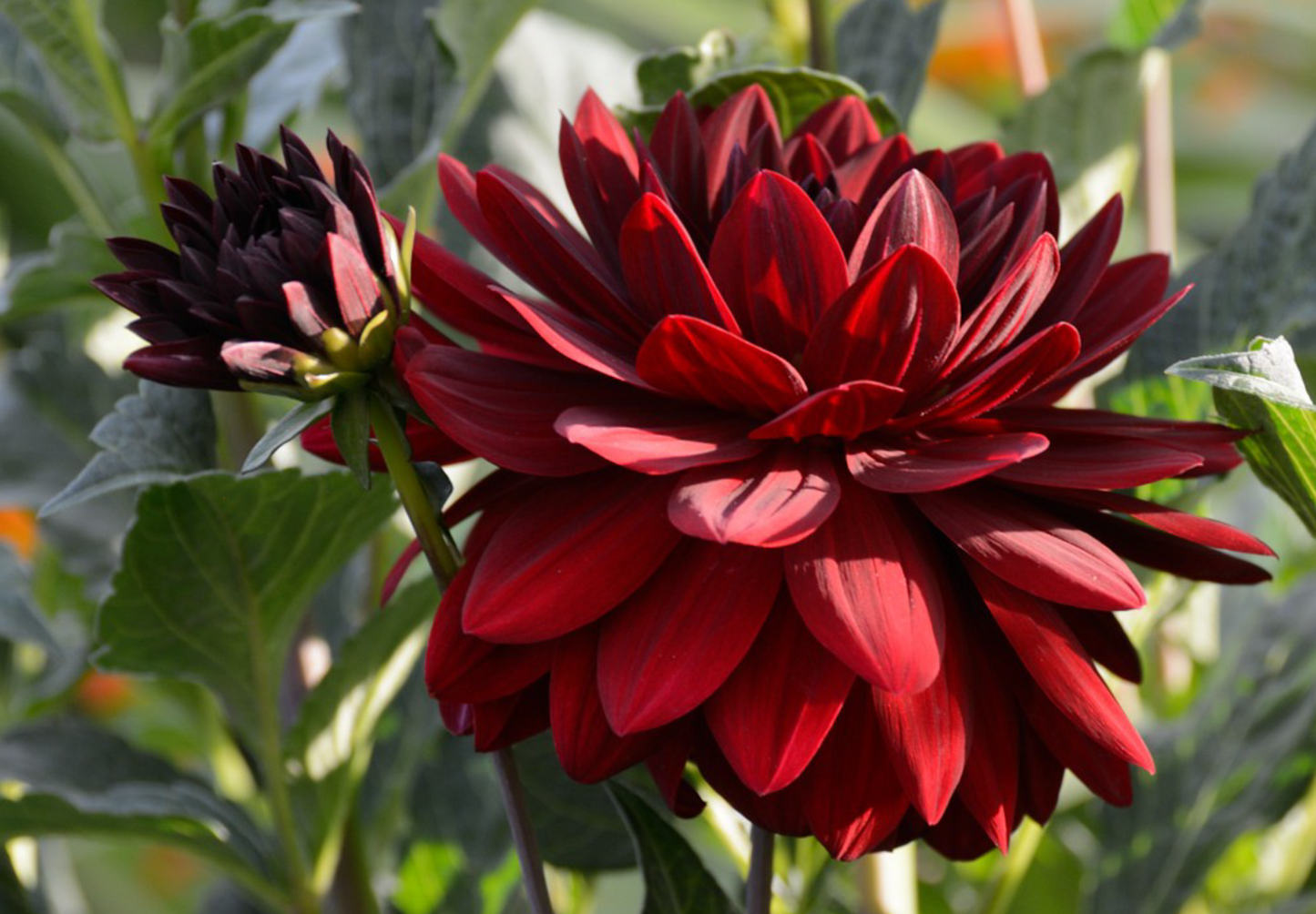 Dahlia pinnata 'Bloody Mary Dwarf'