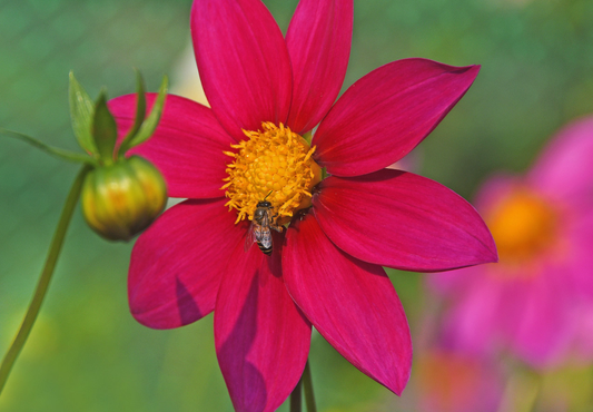 Dahlia variabilis 'Mignon Mixed'