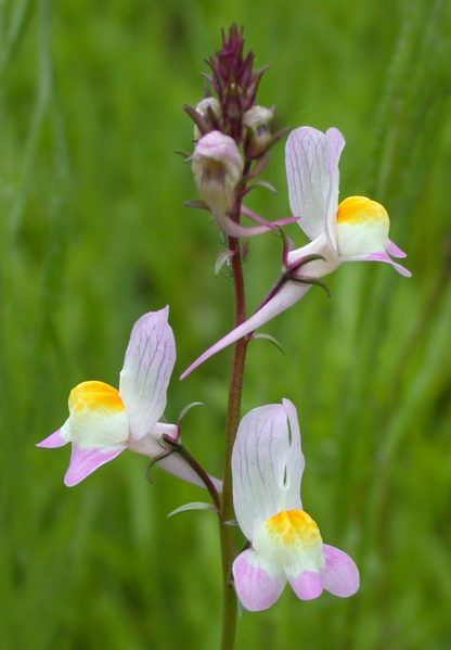 Marokkansk Torskemund - linaria maroccana
