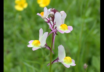 Marokkansk Torskemund - linaria maroccana