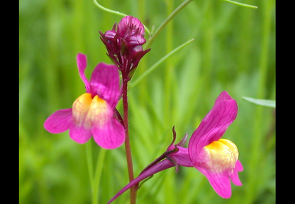 Marokkansk Torskemund - linaria maroccana