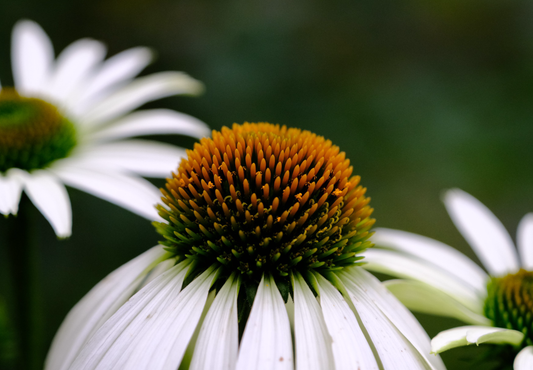 Solhat 'White Swan' - echinacea purpurea