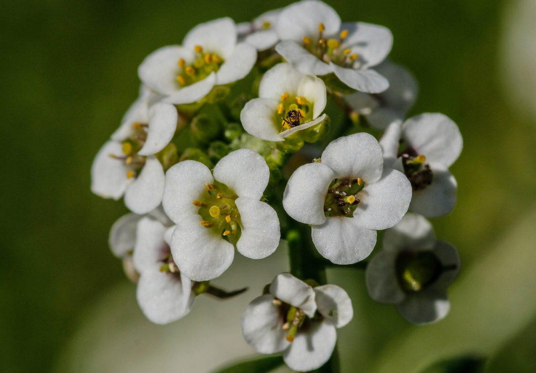 Sommerfugleblomst 'Biblomme' - Lobularia maritima