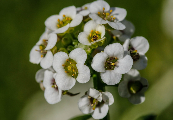 Sommerfugleblomst 'Biblomme' - Lobularia maritima