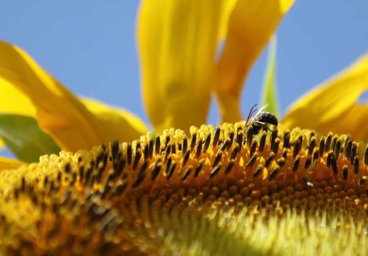 Solsikken 'Titan' - Helianthus annuus - Blomsterhoved på 60 cm!