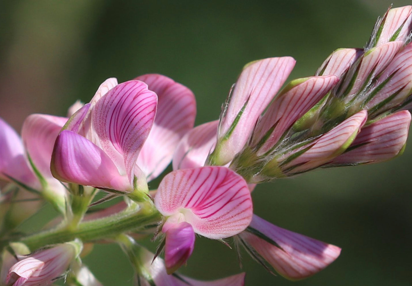 Esparsette (Onobrychis viciifolia)