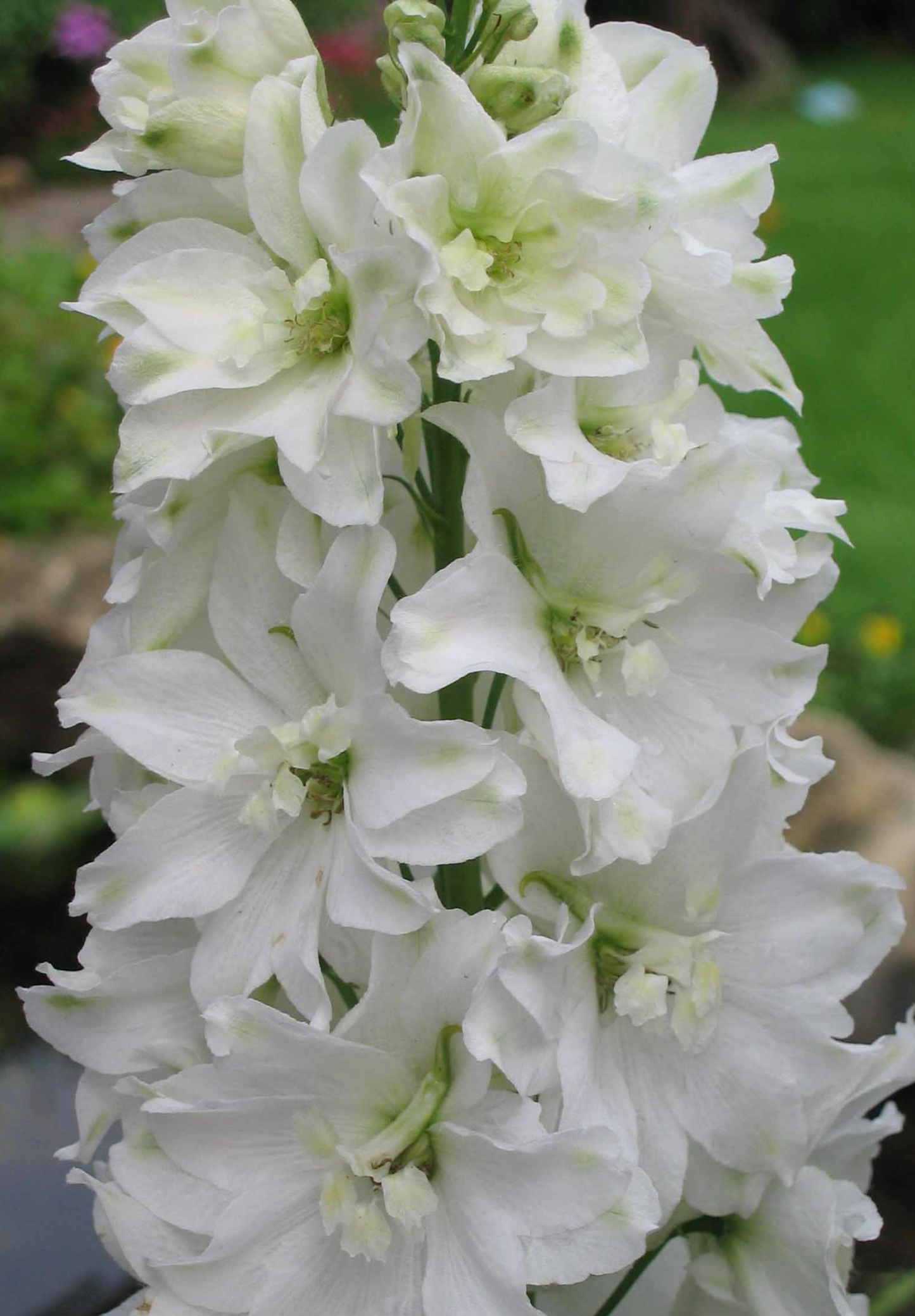 Hvid Ridderspore - Delphinium consolida