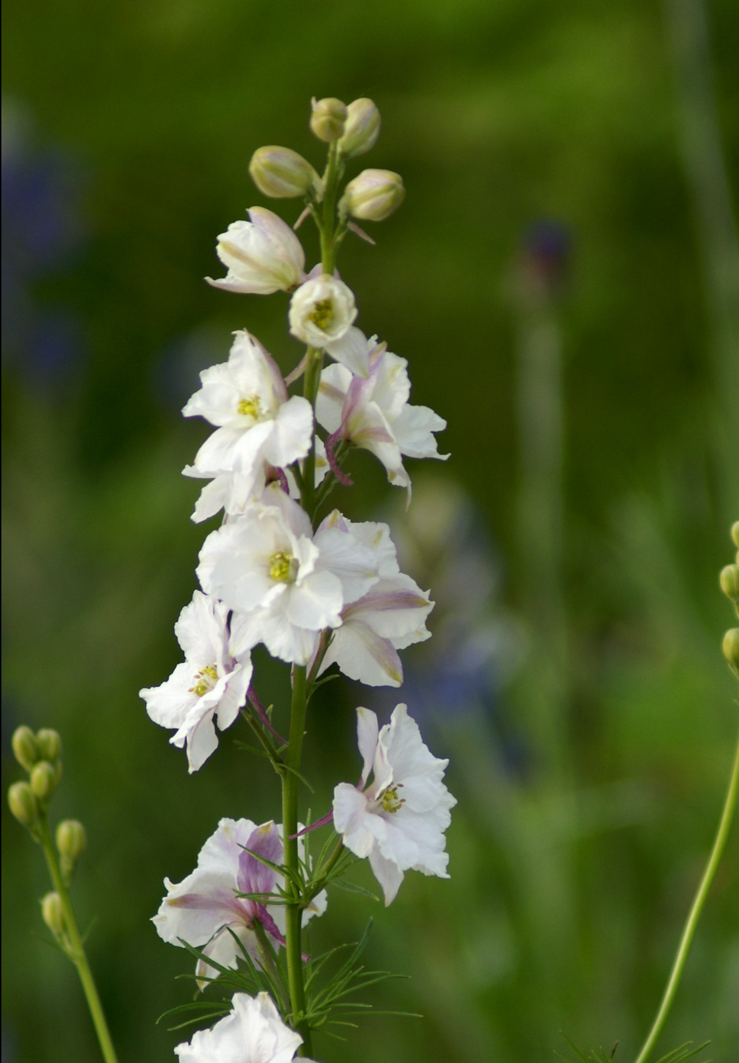 Hvid Ridderspore - Delphinium consolida