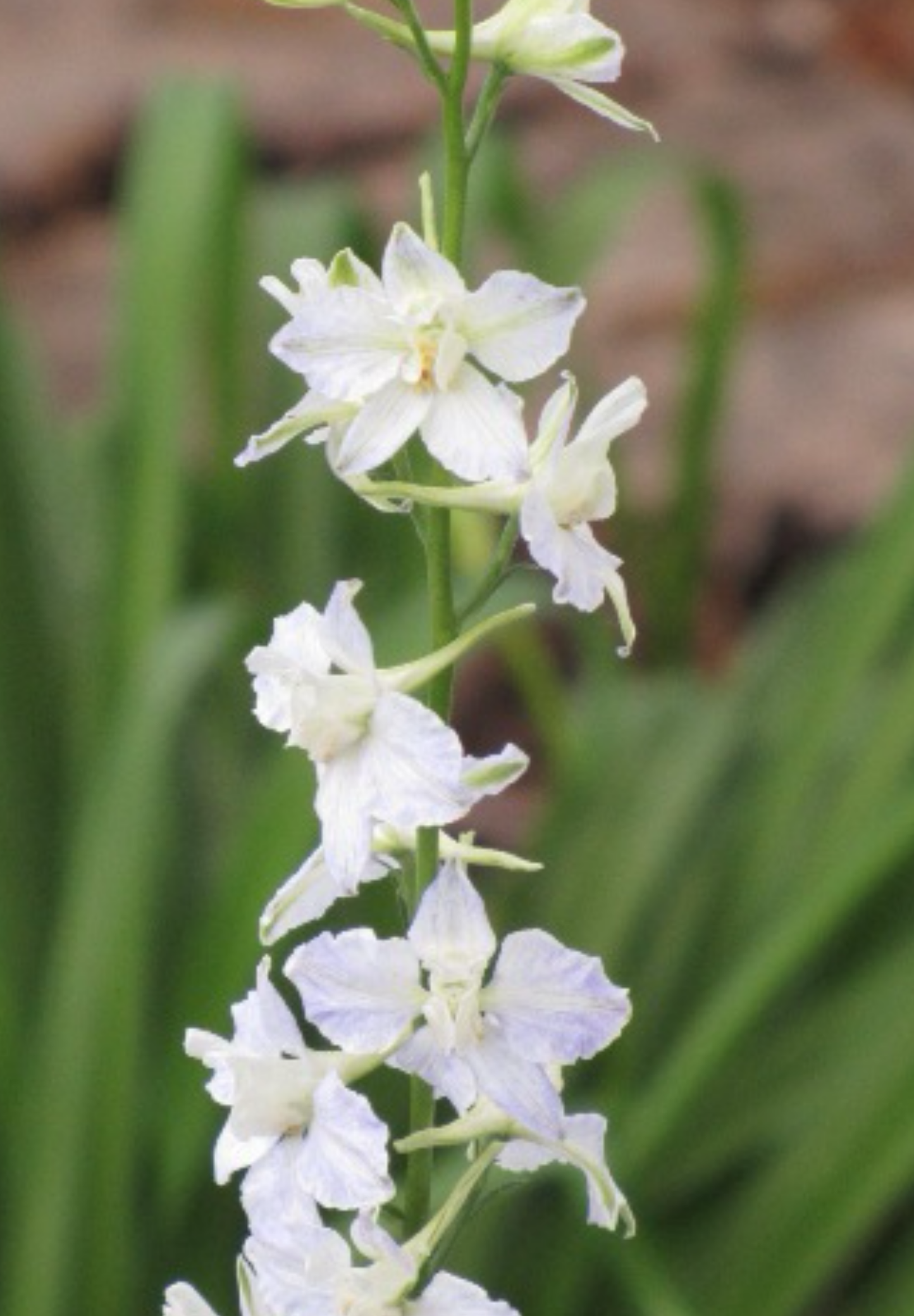 Hvid Ridderspore - Delphinium consolida