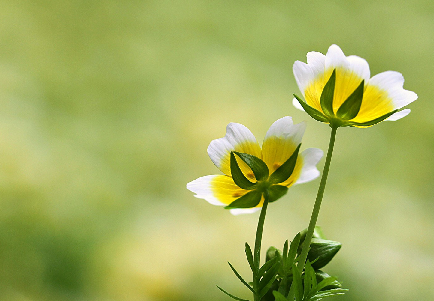 Spejlæg, æggeblomme-blomst - Limnanthes douglasii