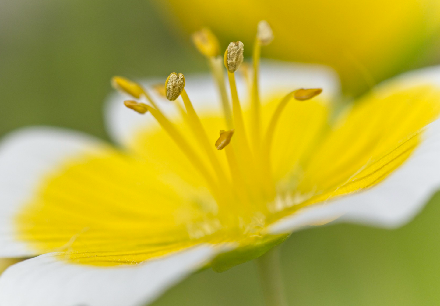 Spejlæg, æggeblomme-blomst - Limnanthes douglasii