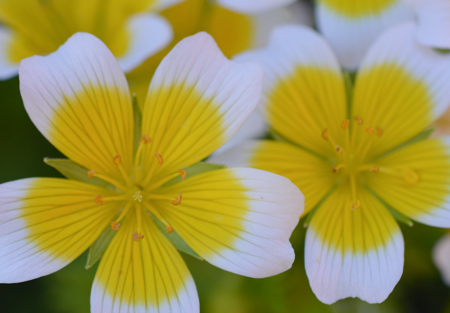 Spejlæg, æggeblomme-blomst - Limnanthes douglasii