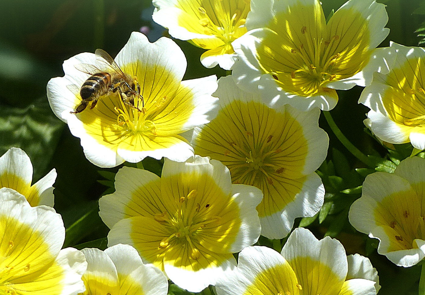 Spejlæg, æggeblomme-blomst - Limnanthes douglasii