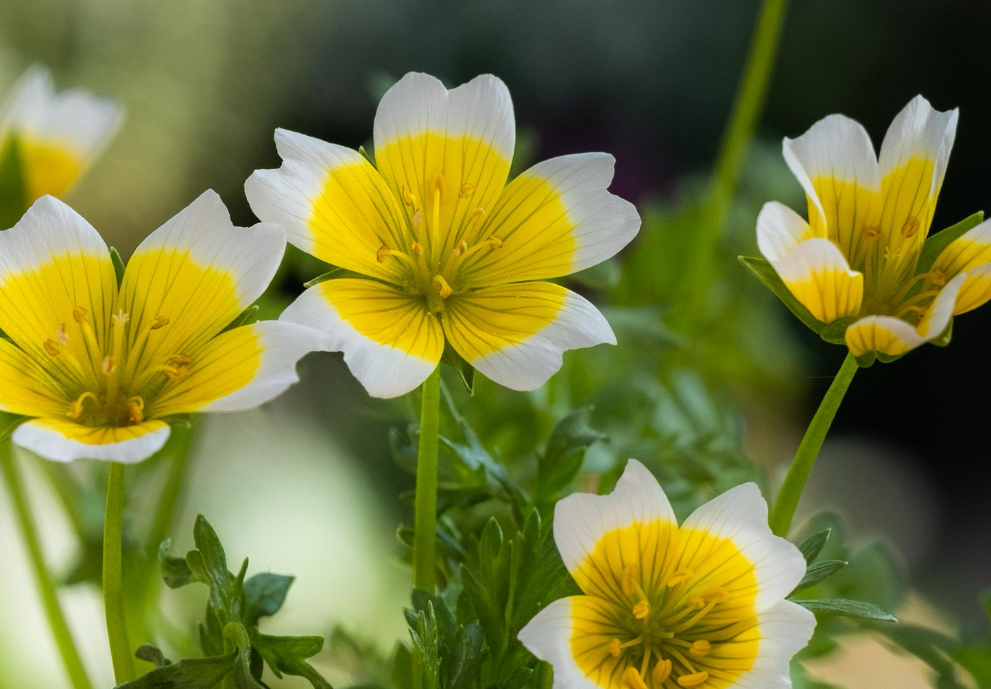 Spejlæg, æggeblomme-blomst - Limnanthes douglasii