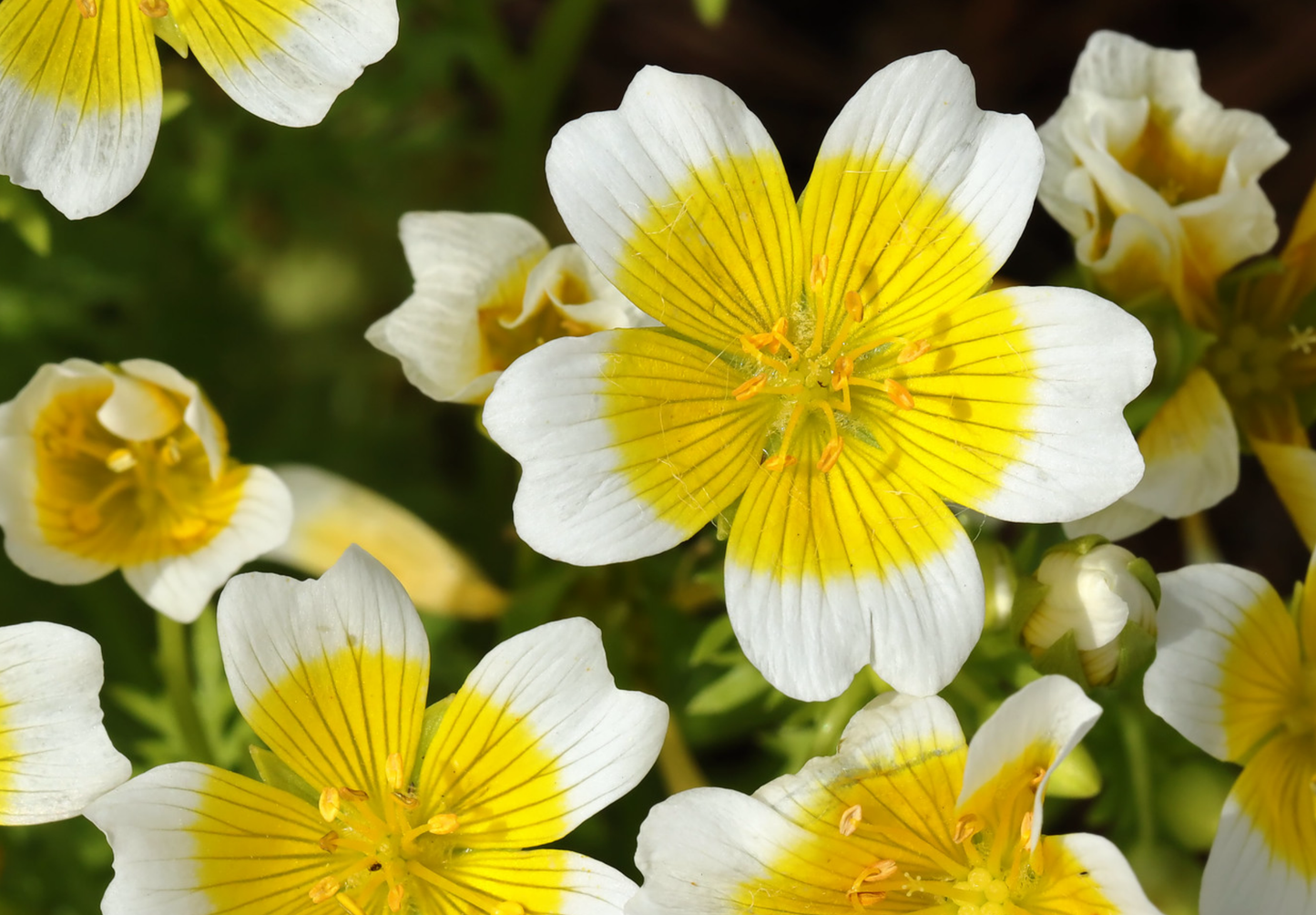 Spejlæg, æggeblomme-blomst - Limnanthes douglasii