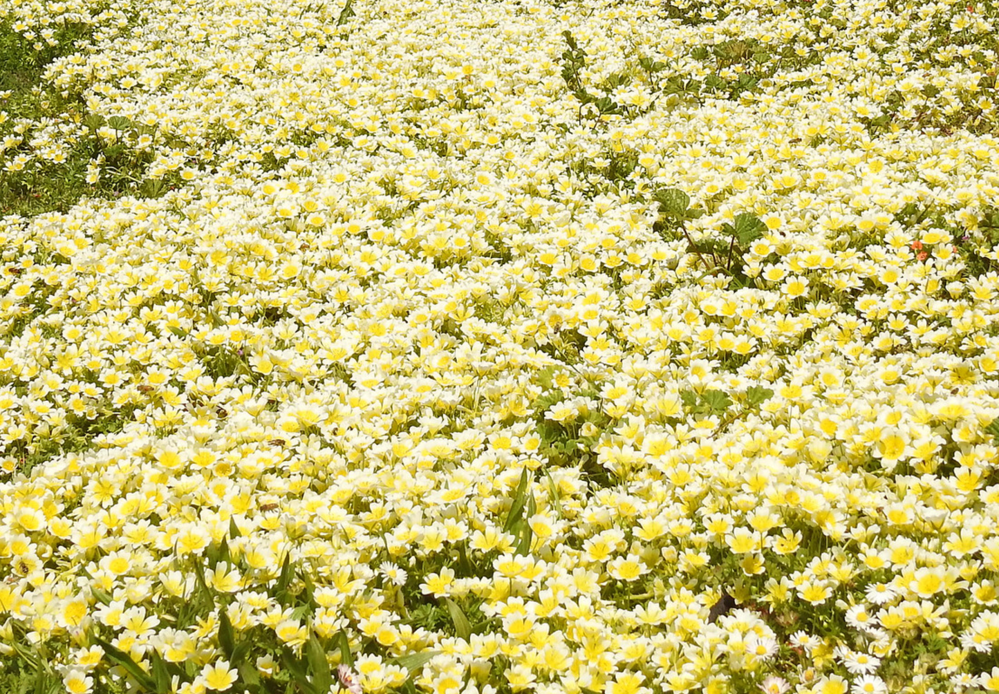 Spejlæg, æggeblomme-blomst - Limnanthes douglasii